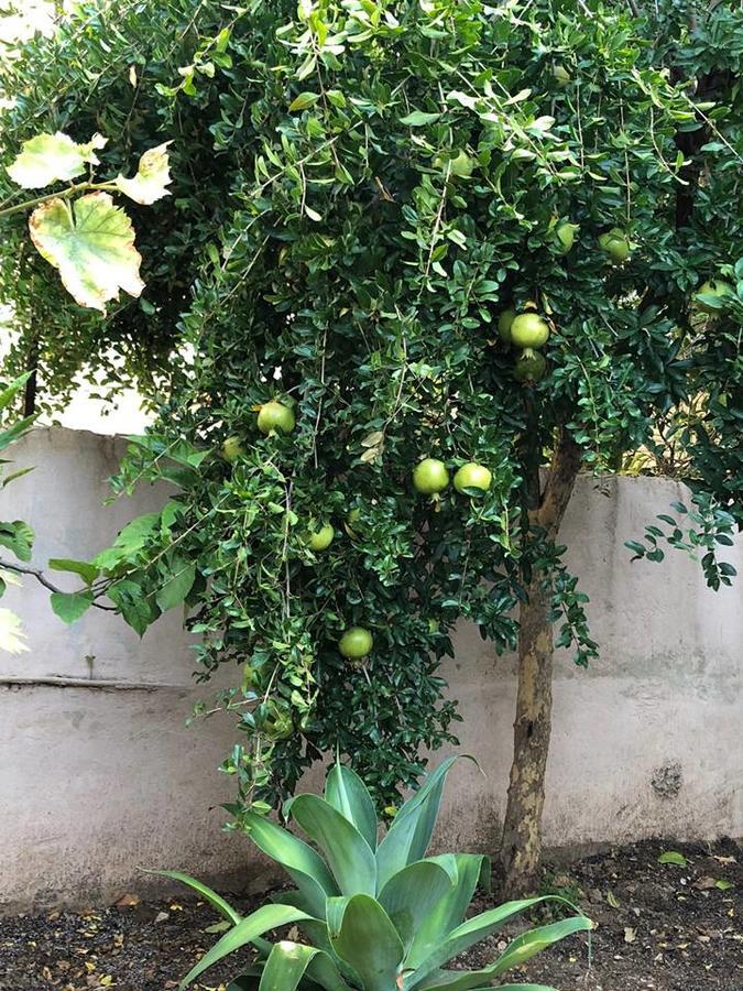 Little Cottage Αθήνα Εξωτερικό φωτογραφία